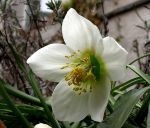 FLORA UND FAUNA FLORA UND FAUNA