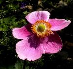 HERBSTANEMONE HERBSTANEMONE