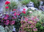 GERANIUM GERANIUM