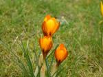WILDKROKUS WILDKROKUS