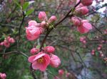 Zierapfelblüte Zierapfelblüte
