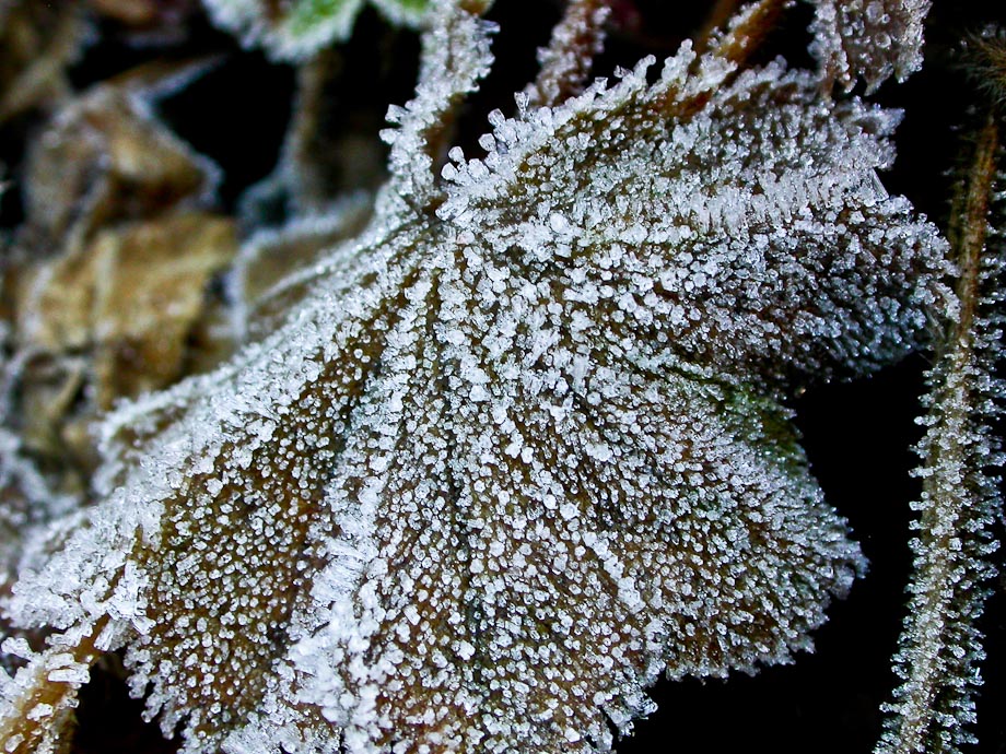 FROST 2