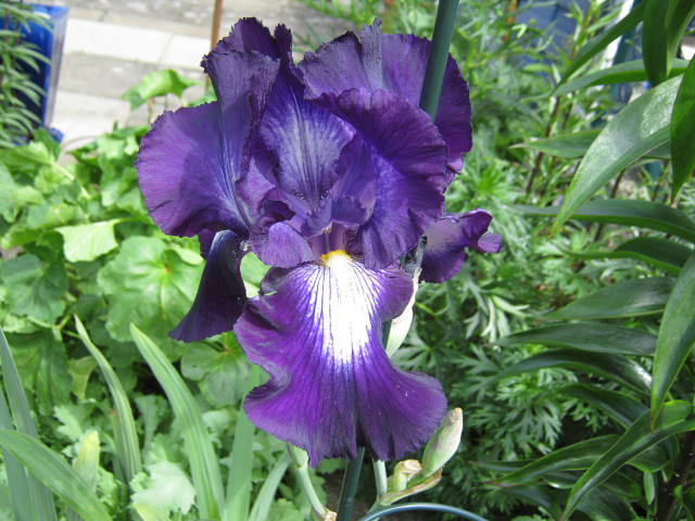 Iris "Exotic Star"