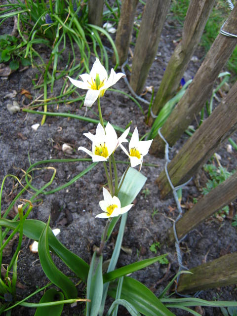 Weiße Wildtulpen auch Gnomen-Tulpe genannt