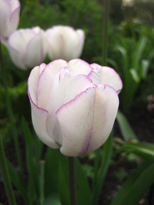 Tulipa 'Shirley'