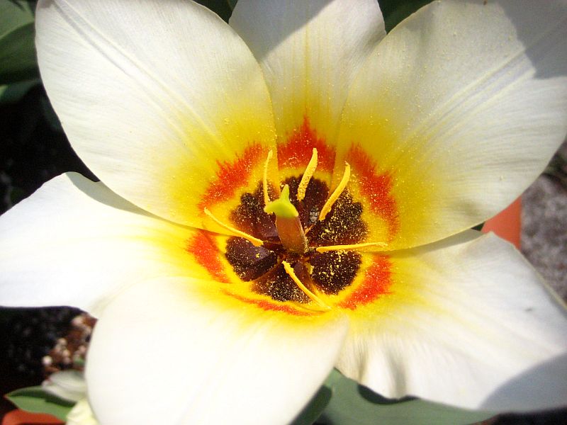 Tulipa greiigii 'Albion Star' ...