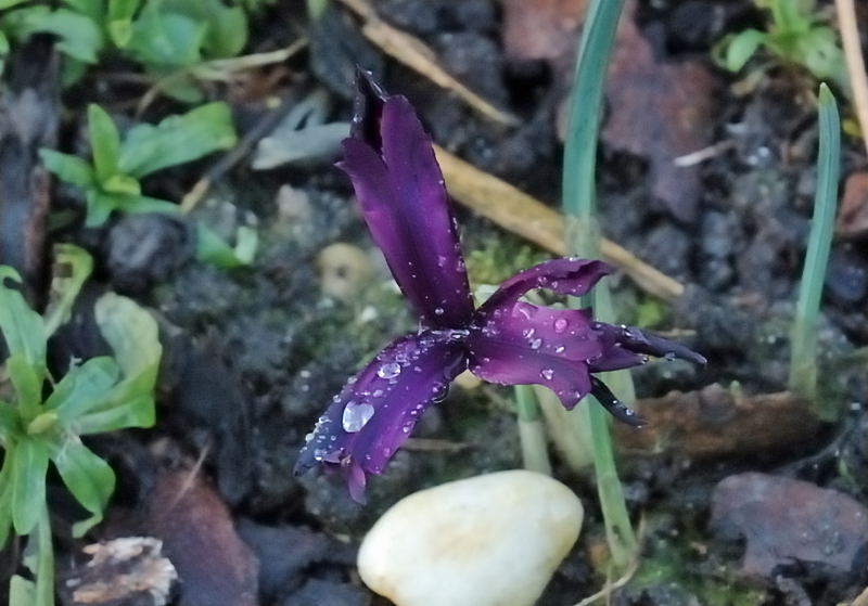 frühe Iris