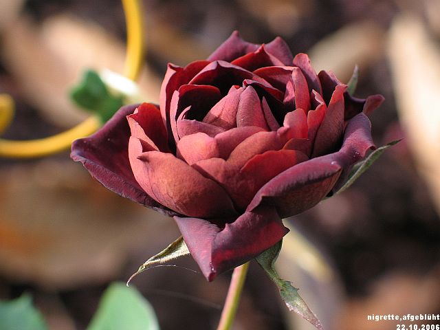 nigrette, die schwarze rose