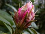 RHODODENDRON-KNOSPE
