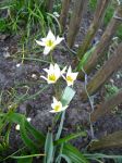Weiße Wildtulpen auch Gnomen-Tulpe genannt
