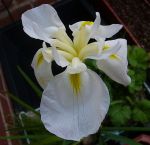 Iris ensata japanische Prachtiris