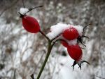 Schneeweißchen und Rosenrot
