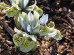 iris reticulara