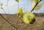 Die Pollensammlerinnen