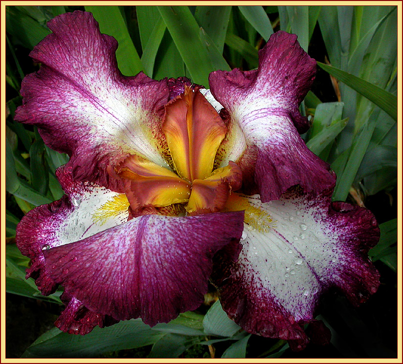 IRIS