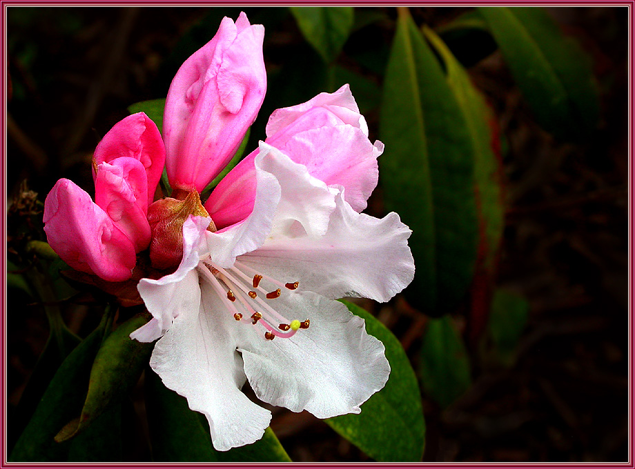 FRÜHE RHODODENDRONBLÜTE