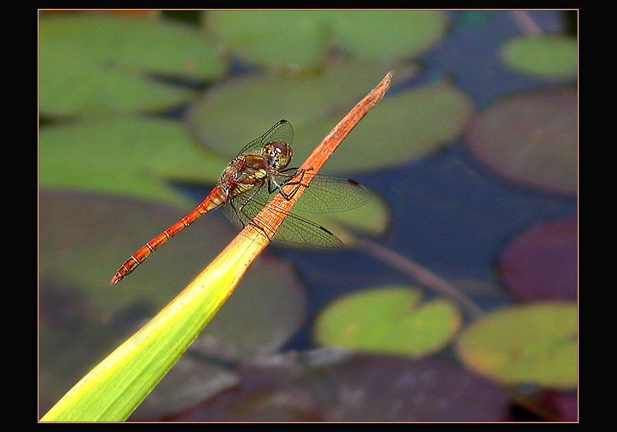 SOMMERLICHE IMPRESSIONEN AM TEICH 2