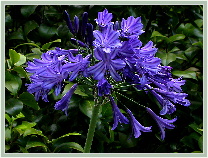 AGAPANTHUS