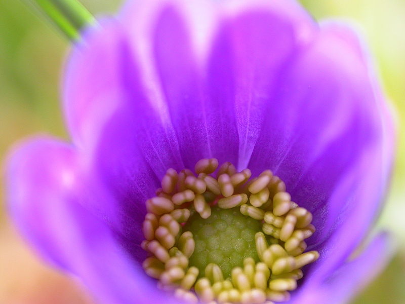 ANEMONENAQUARELL