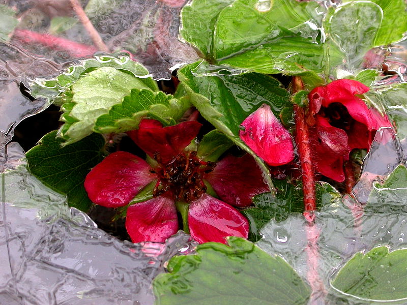 SOMMERBLÜHER IM EIS