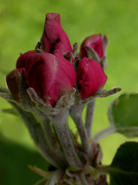 APFELBLÜTE