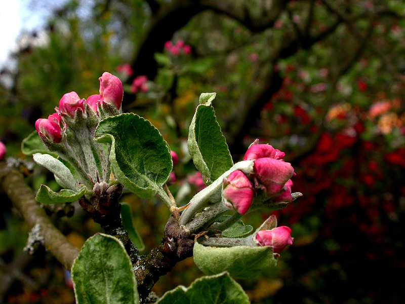 APFELBLÜTE