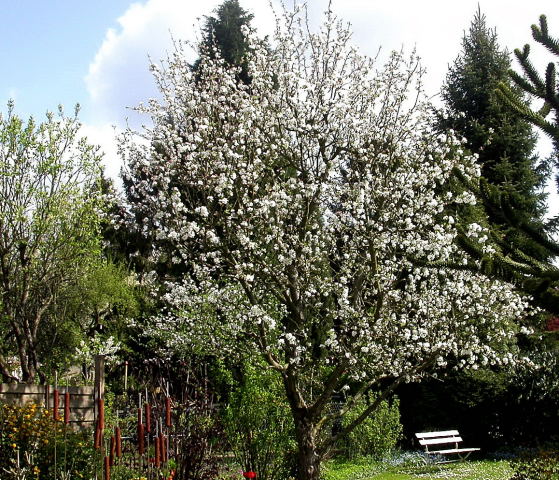 APFELBLÜTE