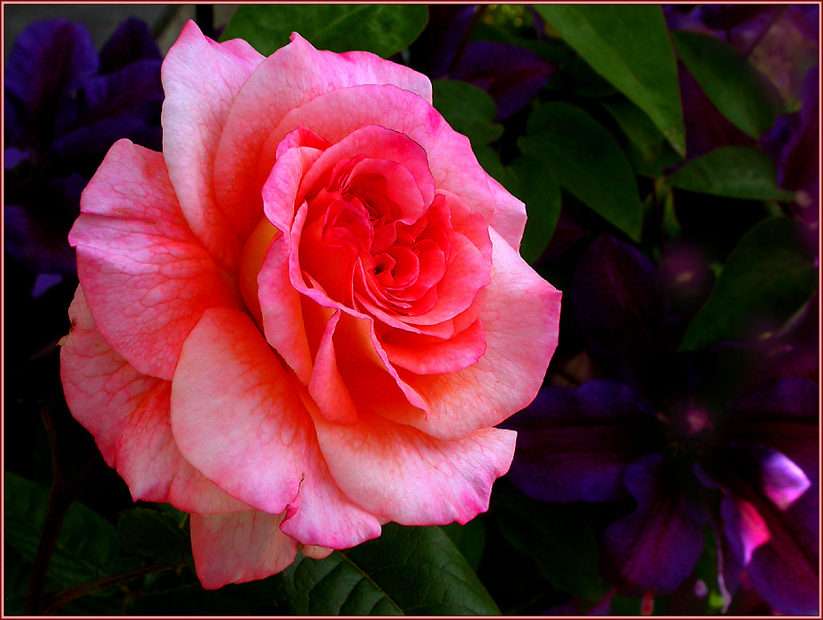 FÜR ALLE ROSENFANS ...