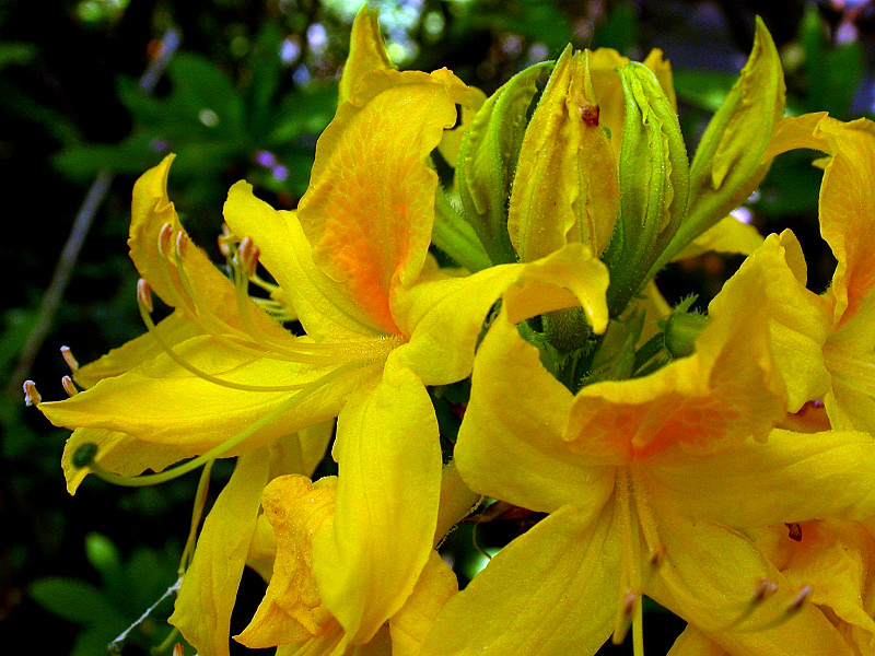 AZALEENBLÜTE IM DETAIL