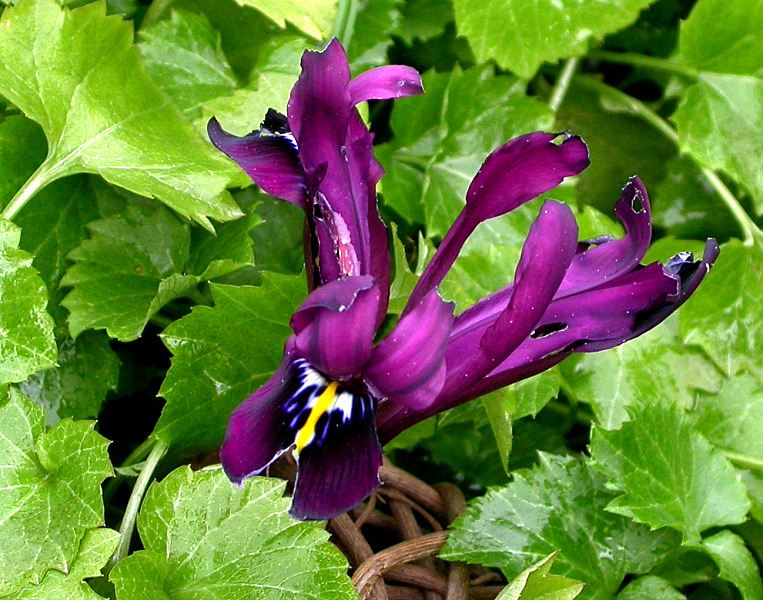 IRIS RETICULATA