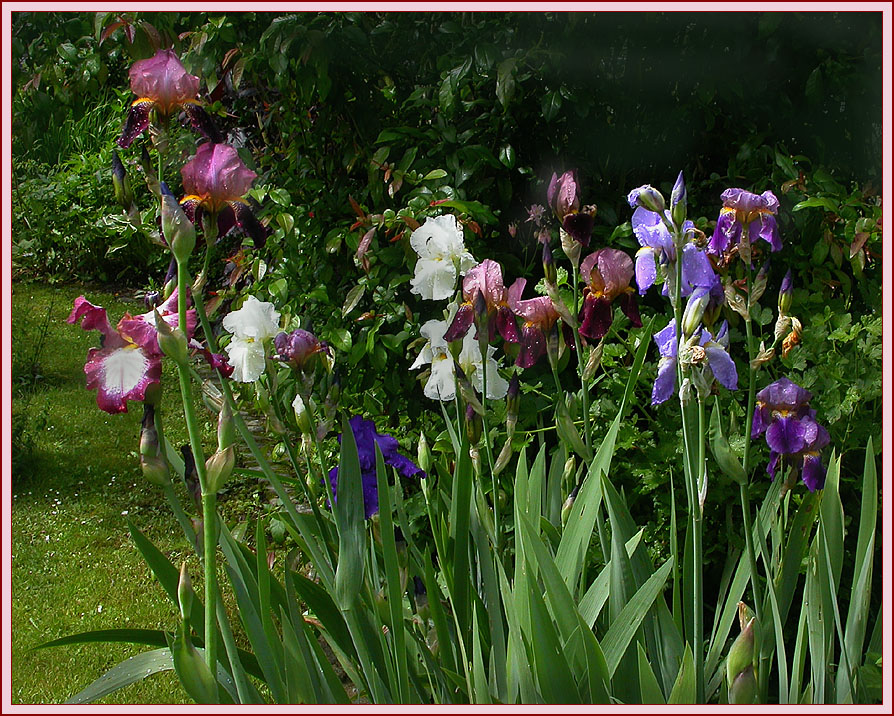 IRIS BUNT GEMISCHT