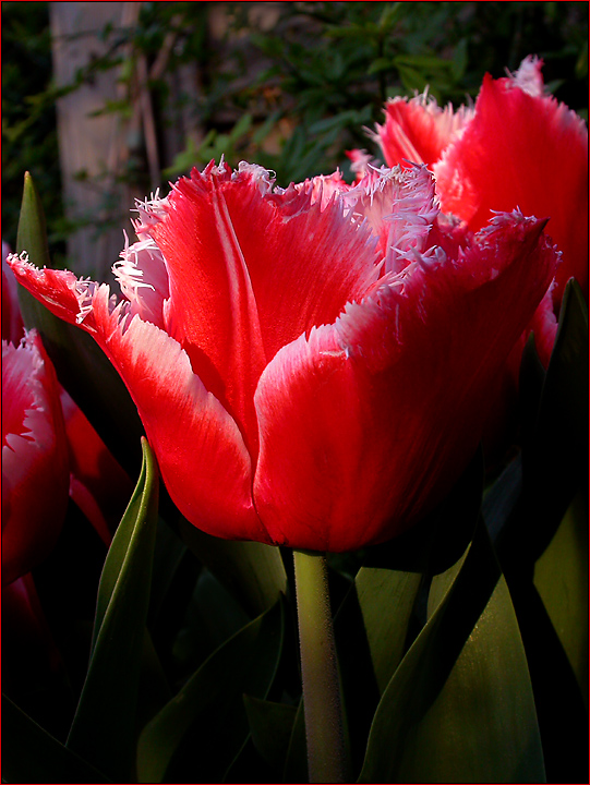 GEFRANZTE TULPE