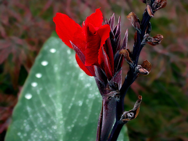 SCHARFE BLÜTE