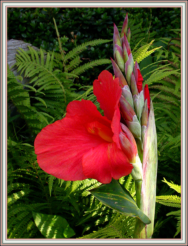 CANNA IN DER MORGENSONNE