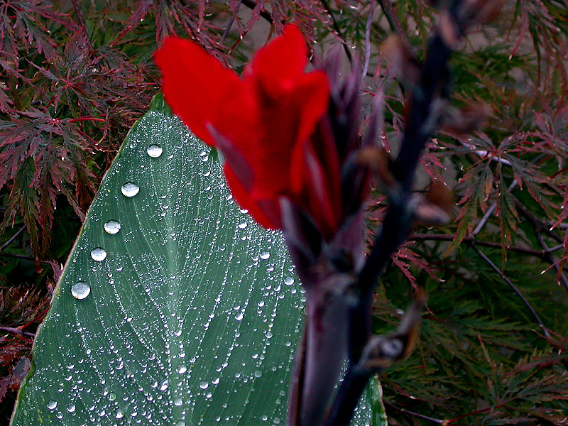 SCHARFES BLATT