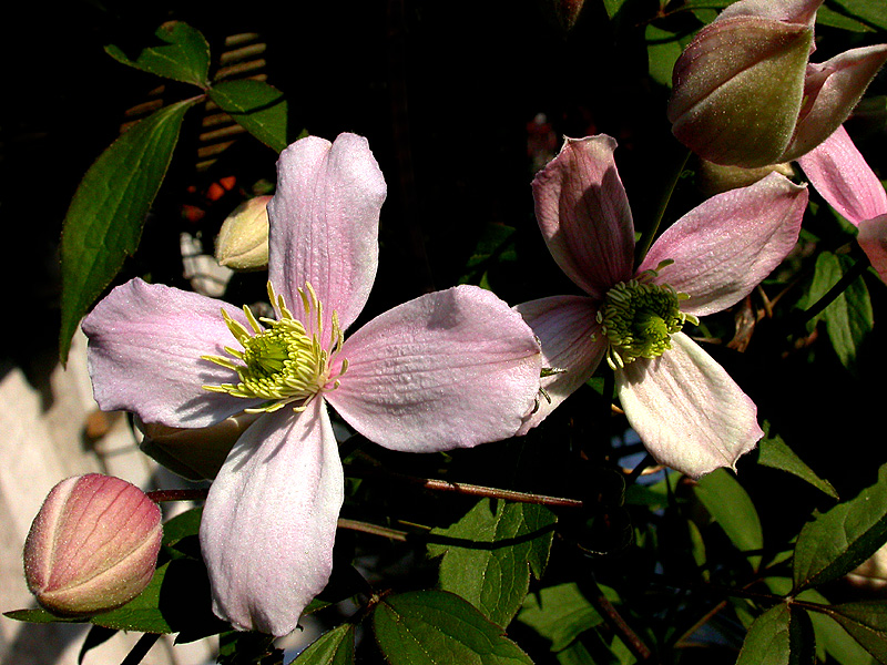 CLEMATIS MONTANA