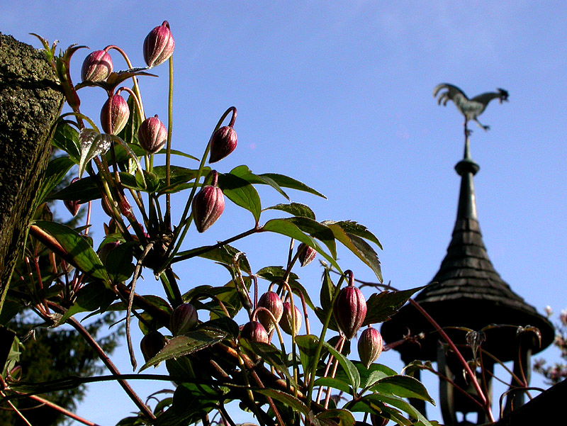 WALDREBE CLEMATIS