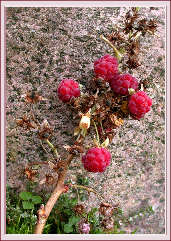 DEZEMBERHIMBEEREN