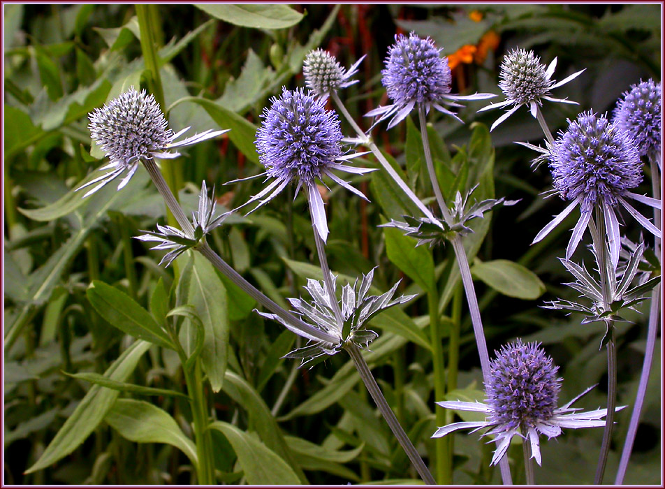 BLAUE EDELDISTEL