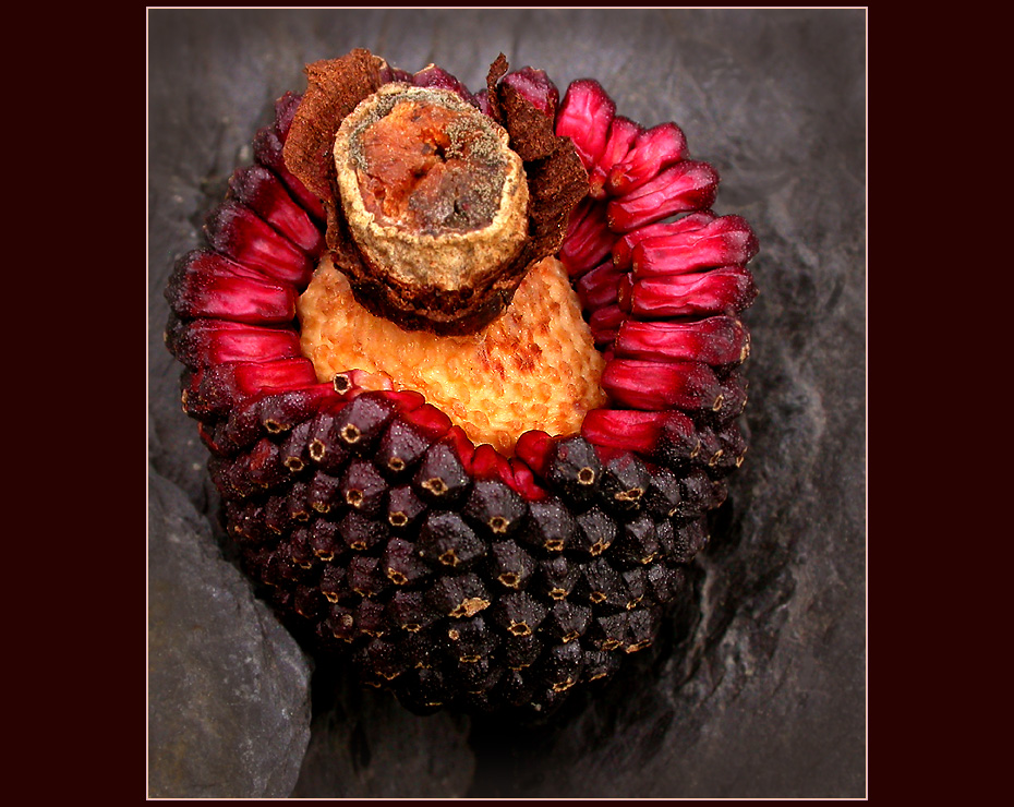 EIDECHSENWURZ - FRUCHT 2