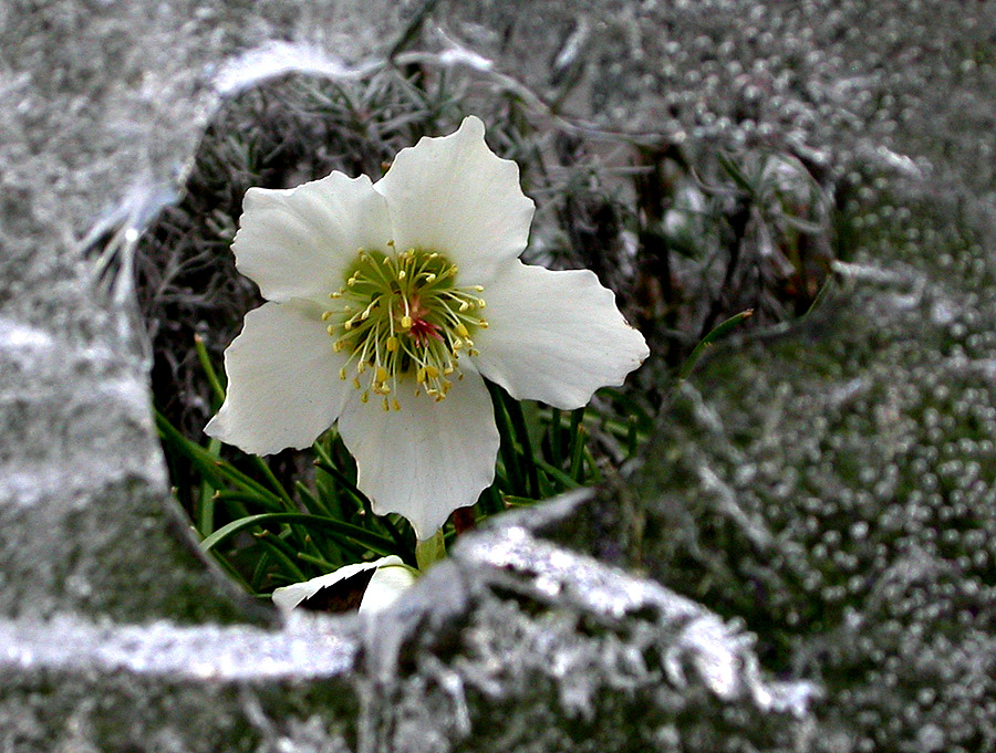 "EISZEIT" 1