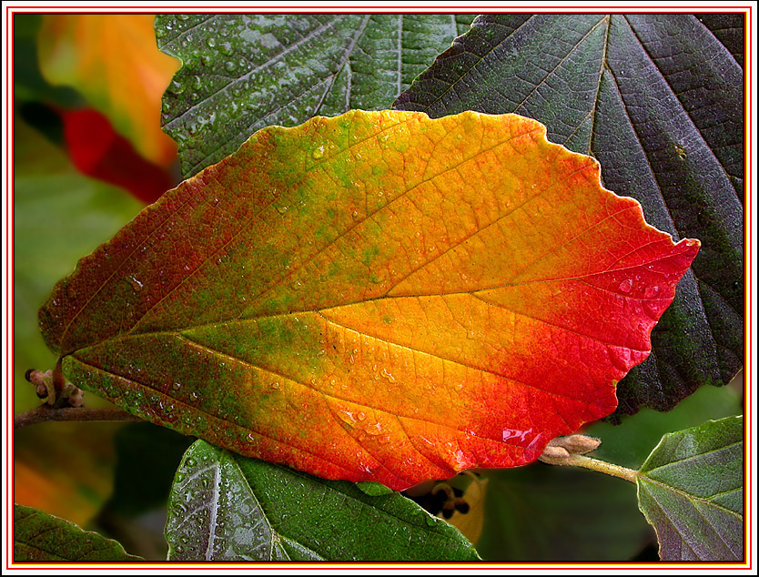 HERBSTLICHE FARBPALETTE