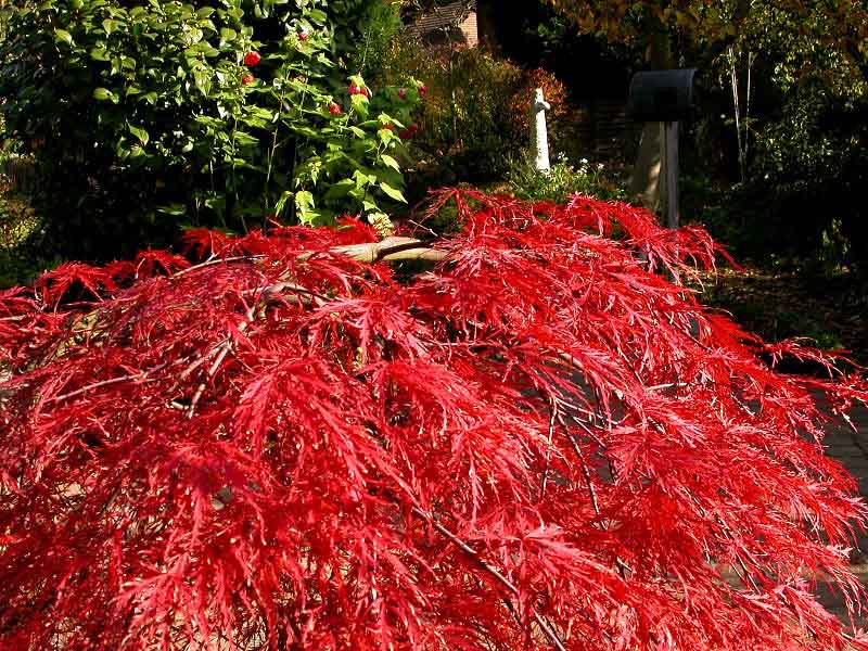 ROTER SCHLITZAHORN