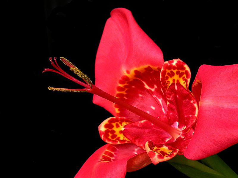 HERBSTLICHES ROT GETIGERT