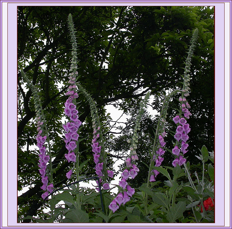 DIGITALIS PURPUREA