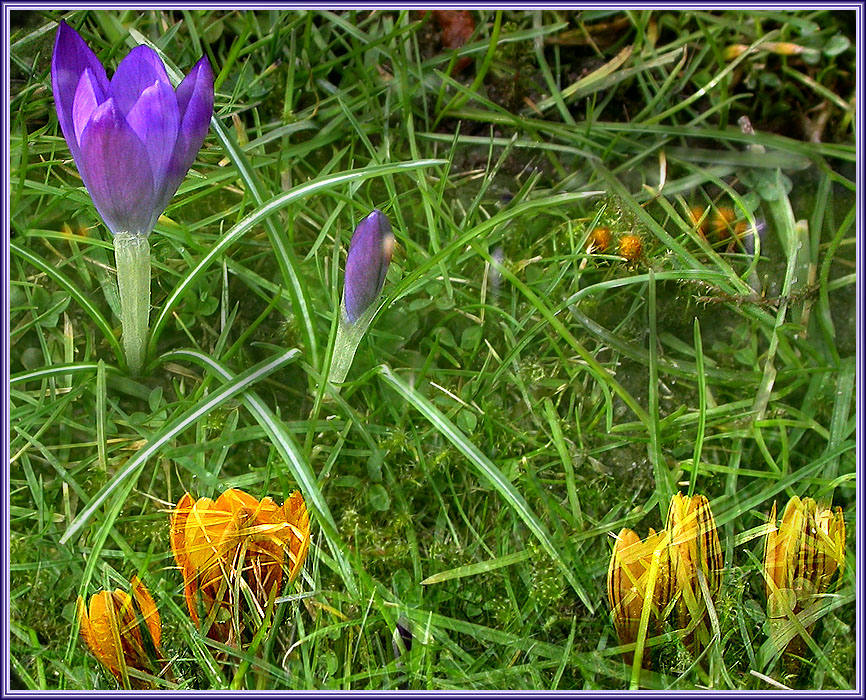 GELB UND VIOLETT