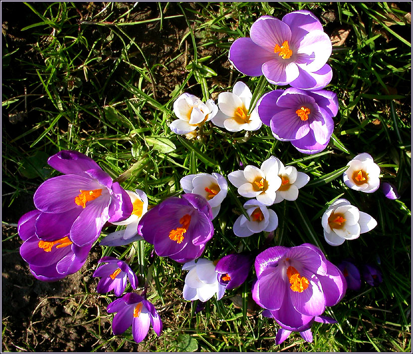 FRÜHLING IN DER GROSSSTADT