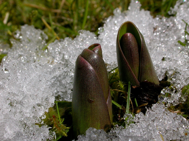 FRÜHLING_IN_SICHT