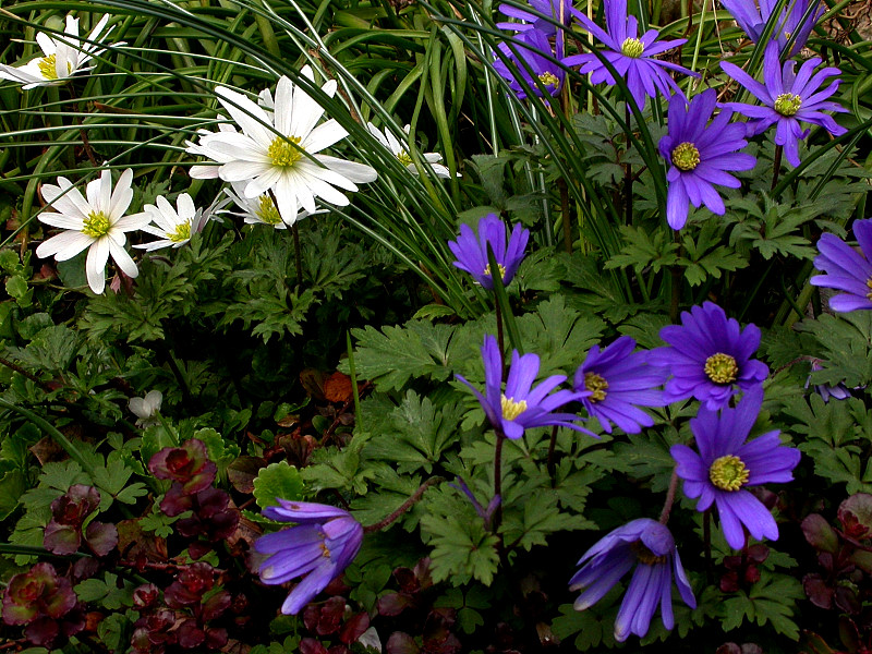 STRAHLENANEMONE