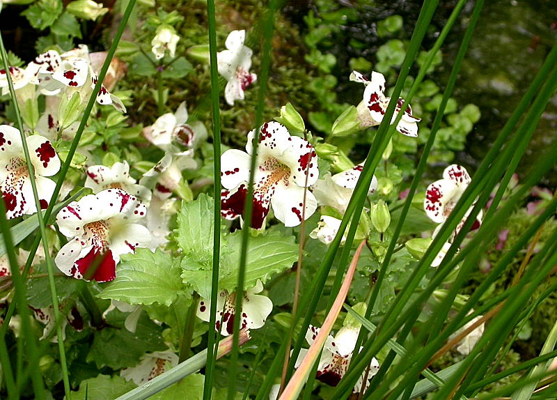 GAUKLERBLUME am Teich